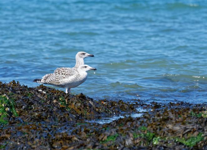 faune-flore-noirmoutier