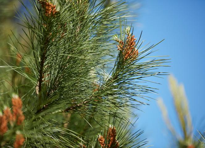 Forêt de la Baule proche du camping Les Chalands Fleuris