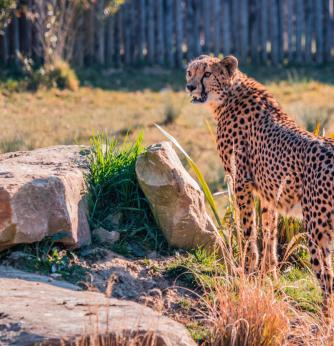 Zoo Parc de Beauval proche camping La Mignardière