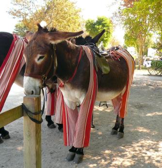 Ânes en culotte Ile de Ré