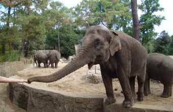 Visite Zoo de la Palmyre camping Signol